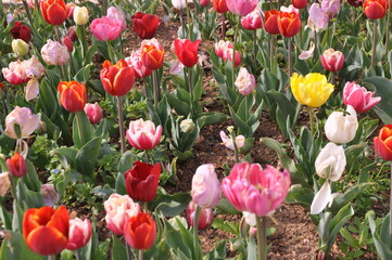 Spring blossoming colorful tulips in the garden