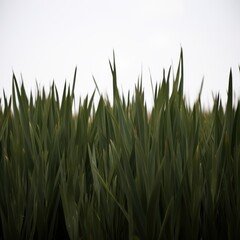 Obraz premium tall green grass blades in field