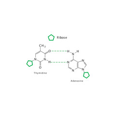 Obraz premium Diagram showing hydrogen bonds between DNA nitrogenous bases - Thymidine and Adenosine, simple schematic illustration.