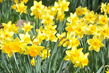 Obraz premium Spring blossoming yellow tulips in the garden