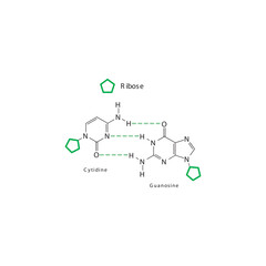 Obraz premium Diagram showing hydrogen bonds between DNA nitrogenous bases - Cytidine and Guanosine, simple schematic illustration.
