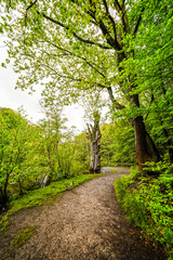 Hexenteich near Menden. Idyllic small pond with green nature in the Sauerland.
