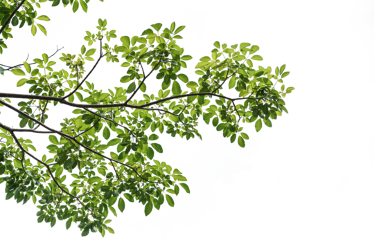 branch leaves or green leaf isolated. Tree Leaf Frame