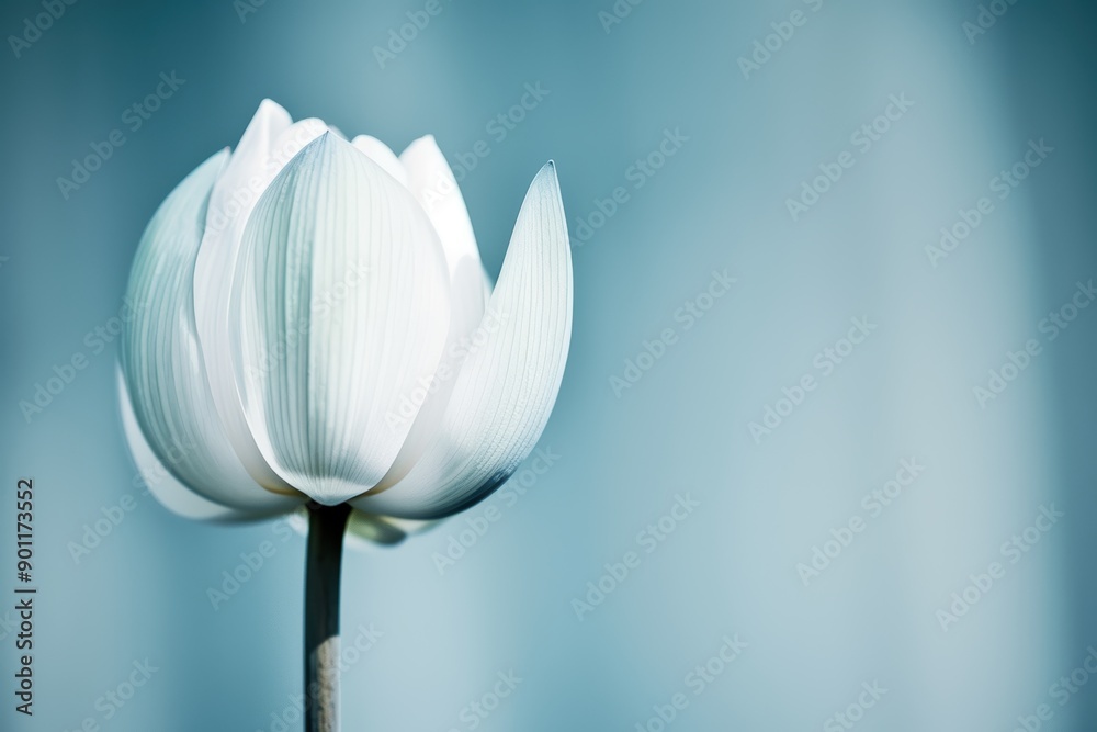 Sticker Elegant white tulip flower against a soft blue background