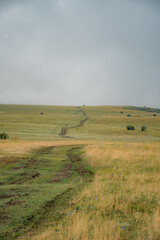 landscape with cows