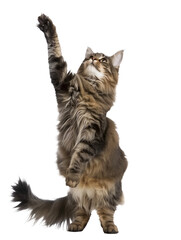 Fototapeta premium Full body shot of Norwegian Forest Cat standing on hind legs and reaches up. Standing on two legs. White background, isolated.