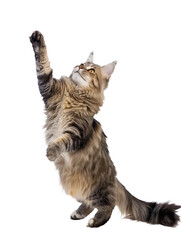 Full body shot of Norwegian Forest Cat standing on hind legs and reaches up. Standing on two legs. White background, isolated.