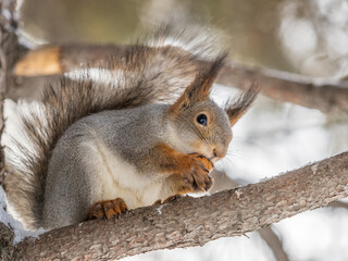 The squirrel with nut sits on tree in the winter or late autumn
