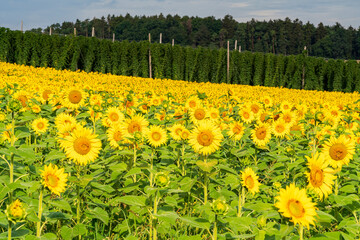 Obraz premium Close up view to the yellow sun flower field with soft bokeh background