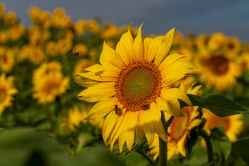Close up view to the yellow sun flower field with soft bokeh background