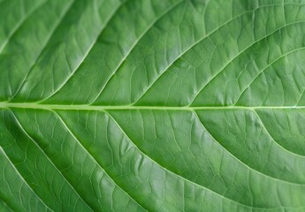 Close-up of green leaf texture