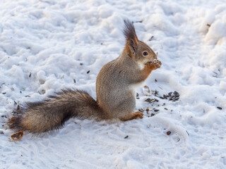 The squirrel in winter sits on white snow.