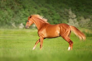 Red horse run gallop