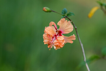 Pink hibiscus large flower on branch
