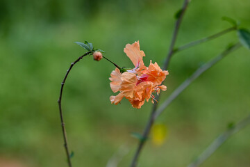 Pink hibiscus large flower on branch