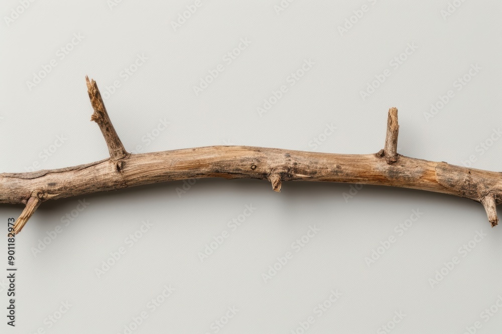 Canvas Prints weathered wooden branch on plain background