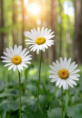 Fototapeta premium Vibrant daisies in a sunlit meadow
