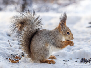 The squirrel in winter sits on white snow.