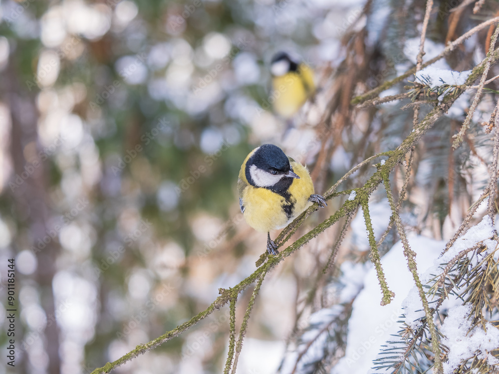 Wall mural Cute bird Great tit, songbird sitting on the fir branch with snow in winter