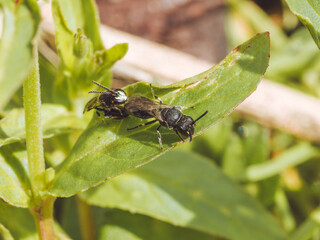 Male and female yellow face Hylaeus bees mating
