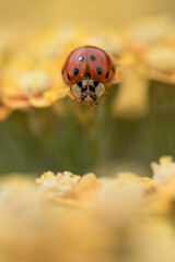 Ladybird looking to make a leap