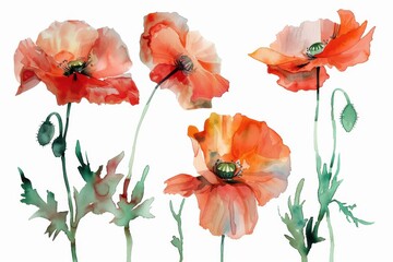 Obraz premium Poppy flower watercolor artwork - standalone clipart against a white backdrop