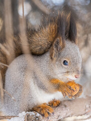 The squirrel with nut sits on tree in the winter or late autumn