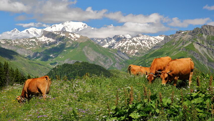 Fototapeta premium Cows grazing in a mountain pasture above the lake of Roselend, Beaufortain, Savoie, France, with the Mont Blanc in the background