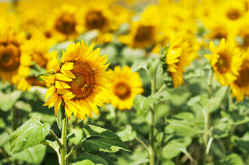 Yellow sunflowers grow in the field. Agricultural crops.