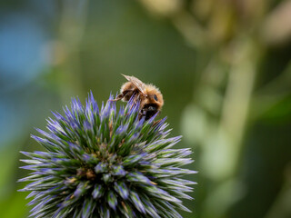 Ackerhummel