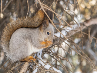 The squirrel with nut sits on tree in the winter or late autumn
