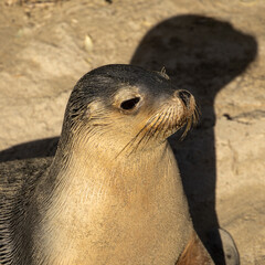 Aus­tralian sea lions (Neopho­ca cinerea) are part of a group known as ​‘eared’ seals. One of the rarest species in the world.