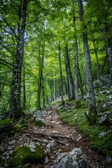 Fototapeta premium Forest Dirt Path