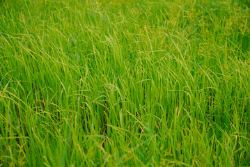Yellow green rice plants in rice fields in Thailand. Paddy is processed into rice, the staple food of Thailand.