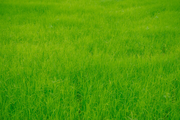Green rice plants in rice fields in Thailand. Paddy is processed into rice, the staple food of Thailand.