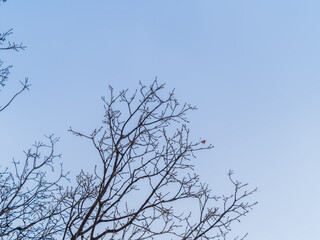 The top of oak tree on a clear winter day against the blue sky background