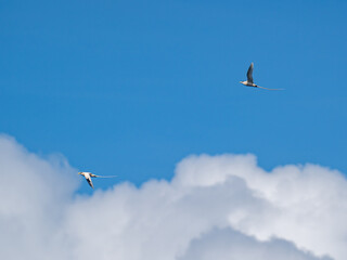 The white-tailed tropicbird or yellow-billed tropicbird is a tropicbird that can be found in Lombok, certain region in Indonesia and the island of Australia.