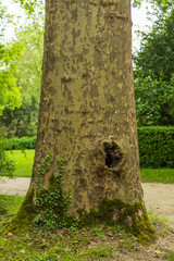 Tree Trunk with Moss and Ivy in Park