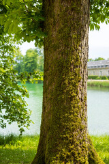 Moss-Covered Tree Trunk by Lake at Chateau de Fontainebleau