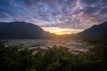 The fields of Sembalun Valley in East Lombok, Indonesia are known for their vibrant scenery and...