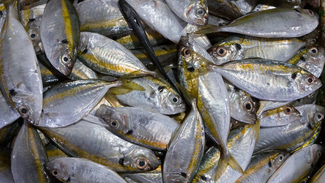 Fresh Yellowstripe Trevally on a Fish Market