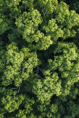 Naklejka premium Green Forest from Above