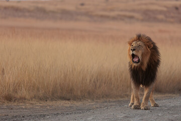 The King © laura