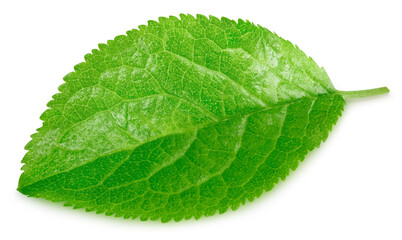 Fototapeta premium Plum leaf isolated on white background