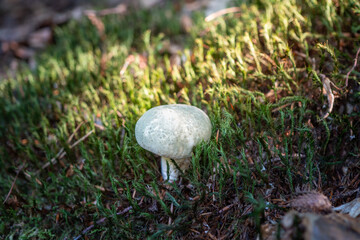 Russula virescens is an edible mushroom. It occurs from June to September to October in forests of all kinds.