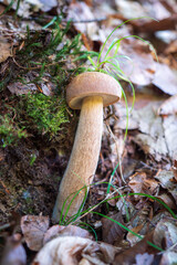 The beautiful, healthy oak mushroom that grew in the forest is a favorite mushroom for soups, sauces, but also for drying.