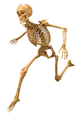 3D Rendering Human Skeleton on White