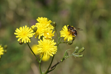 Common drone fly Eristalis tenax, family Syrphidae on yellow flowering rough hawksbeard (Crepis biennis). Summer, July, Netherlands