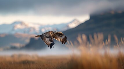 Fototapeta premium Soaring through a misty highland valley, an eagle’s majestic wings cut through the fog and low clouds.