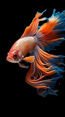 Fototapeta premium Beautiful Goldfish isolated black background. Generated Ai